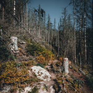 01__kirnitzschtour__weg02_Galerie