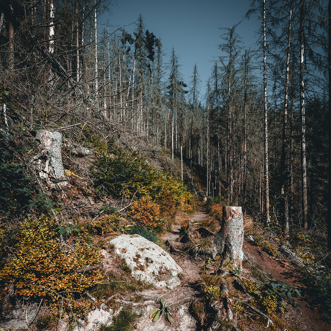 01__kirnitzschtour__weg02_Galerie