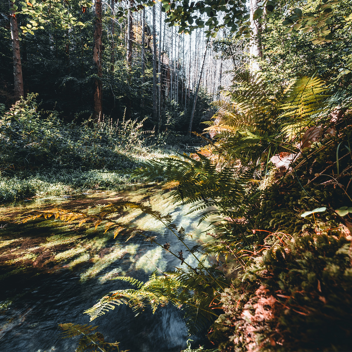 kirnitzschtal_galerie20