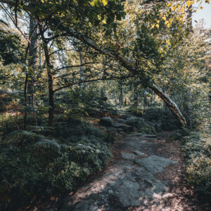 pfaffensteintour_schiefebirke