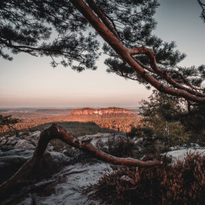 Gohrisch_morgensdurchdieKiefer